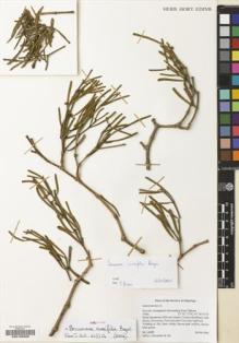 Type specimen at Edinburgh (E). Miller, Anthony ; Alexander, Diccon; Ali, N.: M.14289. Barcode: E00199208.