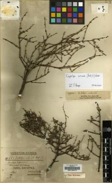 Type specimen at Edinburgh (E). Schweinfurth, George: 651. Barcode: E00199414.