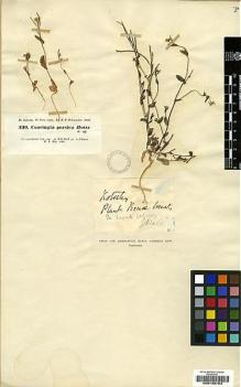 Type specimen at Edinburgh (E). Kotschy, Carl (Karl): 339. Barcode: E00199703.