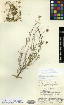 Type specimen at Edinburgh (E). Huber-Morath, Arthur: 12838. Barcode: E00199861.