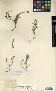 Type specimen at Edinburgh (E). Aucher-Eloy, Pierre: 345. Barcode: E00199978.