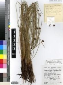 Type specimen at Edinburgh (E). Hilliard, Olive; Burtt, Brian: 17468. Barcode: E00200167.