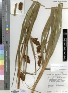 Type specimen at Edinburgh (E). Hilliard, Olive; Burtt, Brian: 17812. Barcode: E00200232.