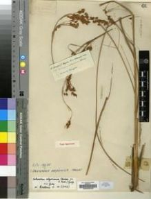 Type specimen at Edinburgh (E). Schimper, Georg: 233. Barcode: E00200233.
