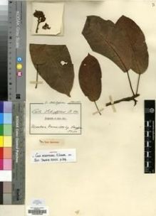 Type specimen at Edinburgh (E). Scheffler, G: 150. Barcode: E00200348.
