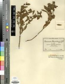 Type specimen at Edinburgh (E). Wilms, Friedrich: 118. Barcode: E00200378.