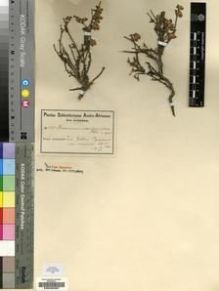 Type specimen at Edinburgh (E). Schlechter, Friedrich: 10911. Barcode: E00200387.