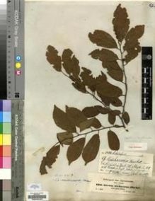 Type specimen at Edinburgh (E). Schimper, Georg: 1216. Barcode: E00200400.