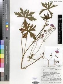 Type specimen at Edinburgh (E). Hilliard, Olive; Burtt, Brian: 16748. Barcode: E00200416.