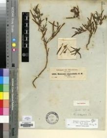 Type specimen at Edinburgh (E). Schimper, Georg: 1222. Barcode: E00200433.