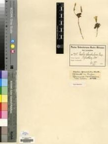 Type specimen at Edinburgh (E). Schlechter, Friedrich: 7915. Barcode: E00200446.
