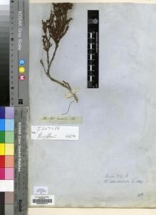 Type specimen at Edinburgh (E). Drège, Jean: S.N.. Barcode: E00200471.
