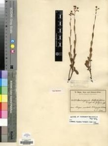 Type specimen at Edinburgh (E). Baum, Hugo: 620. Barcode: E00200498.