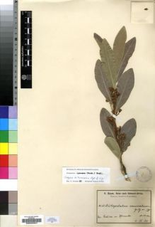 Type specimen at Edinburgh (E). Baum, Hugo: 64. Barcode: E00200507.