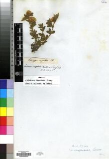 Type specimen at Edinburgh (E). Drège, Jean: S.N.. Barcode: E00200543.