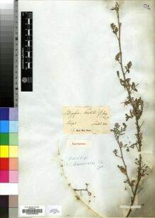 Type specimen at Edinburgh (E). Perrottet, George: S.N.. Barcode: E00200569.