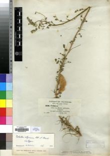 Type specimen at Edinburgh (E). Schimper, Georg: 240. Barcode: E00200579.