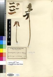 Type specimen at Edinburgh (E). Baum, Hugo: 223. Barcode: E00200612.