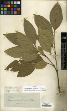 Type specimen at Edinburgh (E). Elmer, Adolph: 12438. Barcode: E00200615.