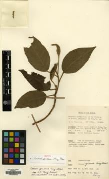 Type specimen at Edinburgh (E). Womersley, John: 17742. Barcode: E00200622.