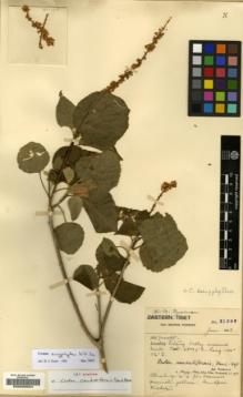 Type specimen at Edinburgh (E). Forrest, George: 21398. Barcode: E00200624.