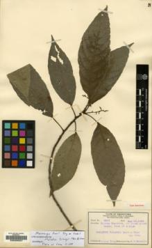 Type specimen at Edinburgh (E). Tsiang, Ying: 2223. Barcode: E00200627.