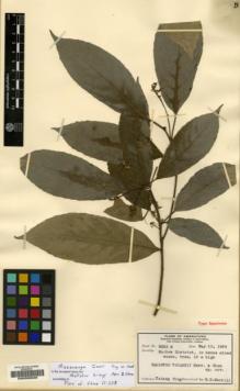 Type specimen at Edinburgh (E). Tsiang, Ying: 2223B. Barcode: E00200628.