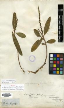 Type specimen at Edinburgh (E). Gardner, George: 2721. Barcode: E00200629.