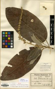 Type specimen at Edinburgh (E). Hosseus, Carl: 163. Barcode: E00200636.