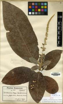 Type specimen at Edinburgh (E). Hosseus, Carl: 163. Barcode: E00200637.