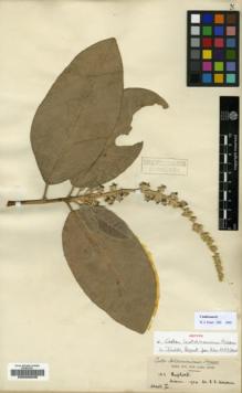 Type specimen at Edinburgh (E). Hosseus, Carl: 163. Barcode: E00200638.