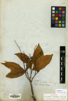 Type specimen at Edinburgh (E). Cuming, Hugh: 1075. Barcode: E00200649.