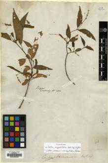 Type specimen at Edinburgh (E). Cuming, Hugh: 1421. Barcode: E00200652.