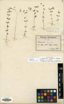 Type specimen at Edinburgh (E). Hosseus, Carl: 153. Barcode: E00200659.