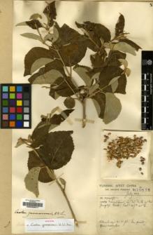 Type specimen at Edinburgh (E). Forrest, George: 10522. Barcode: E00200671.