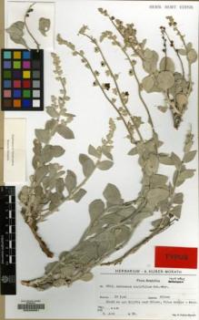 Type specimen at Edinburgh (E). Huber-Morath, Arthur: 9512. Barcode: E00200681.