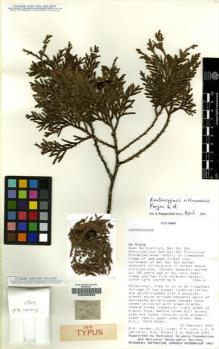 Type specimen at Edinburgh (E). Harder, Daniel; Hiep, Nguyen; Lôc, Phan; Averyanov, Leonid; Schatz, George; Bodine, Sharon: 6091. Barcode: E00200682.
