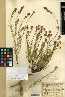 Type specimen at Edinburgh (E). Sintenis, Paul: 5934. Barcode: E00201054.