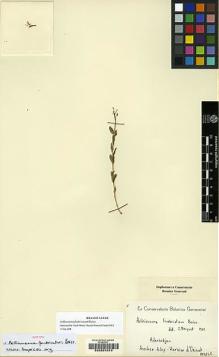 Type specimen at Edinburgh (E). Aucher-Eloy, Pierre: 4128. Barcode: E00201073.