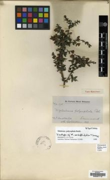 Type specimen at Edinburgh (E). Drummond, James: 175. Barcode: E00201116.