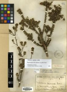 Type specimen at Edinburgh (E). Maiden, Joseph Henry: . Barcode: E00201117.