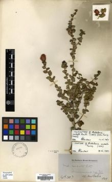 Type specimen at Edinburgh (E). Drummond, James: 31. Barcode: E00201118.