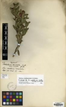 Type specimen at Edinburgh (E). Koch, Max: 1309. Barcode: E00201119.