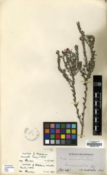 Type specimen at Edinburgh (E). Drummond, James: 30. Barcode: E00201123.