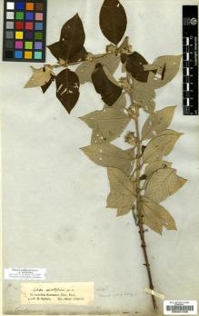 Type specimen at Edinburgh (E). Spruce, Richard: . Barcode: E00201220.