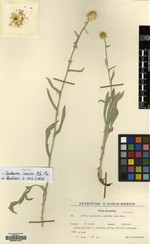 Type specimen at Edinburgh (E). Huber-Morath, Arthur: 17529. Barcode: E00201447.