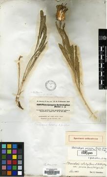 Type specimen at Edinburgh (E). Kotschy, Carl (Karl): 629. Barcode: E00201459.