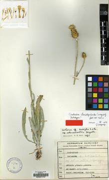 Type specimen at Edinburgh (E). Demirdögen, F.: 2579. Barcode: E00201472.