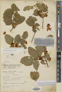 Type specimen at Edinburgh (E). Forrest, George: 7366. Barcode: E00201506.