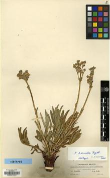 Type specimen at Edinburgh (E). Townsend, Charles; Barber, Charles: 16. Barcode: E00201624.
